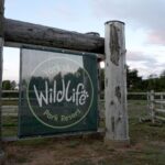 UK Wildlife Park Remains Closed Following Fatal Tiger Attack
