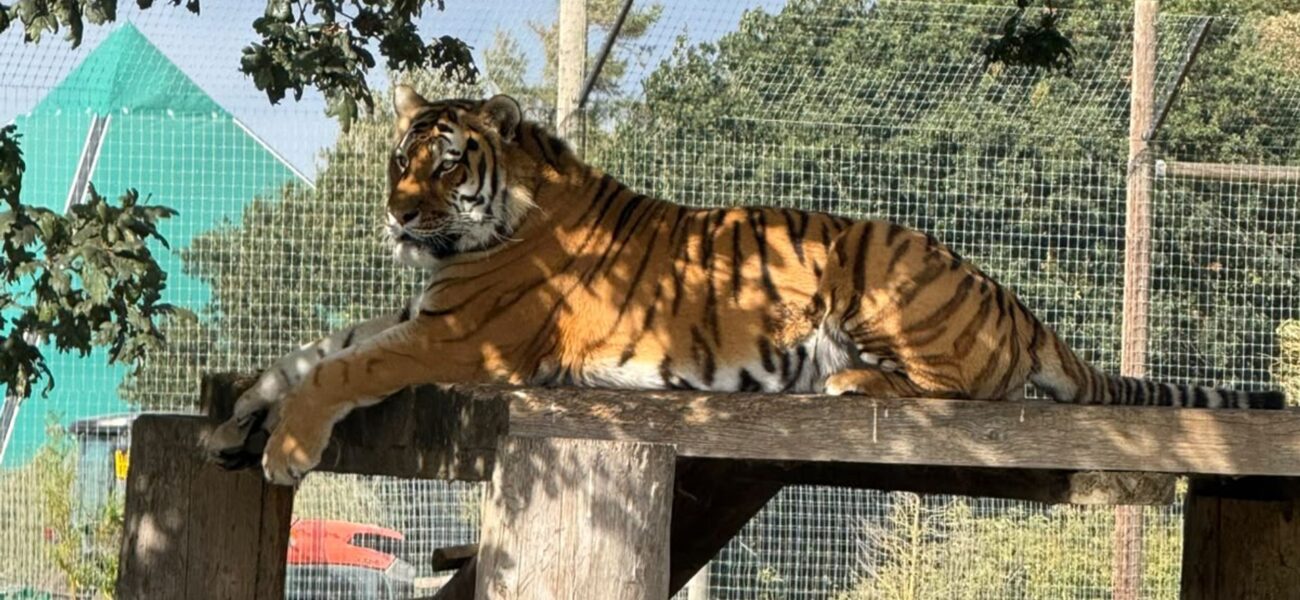 Tragic Tiger Attack at Yorkshire Wildlife Park Claims Life of Visitor
