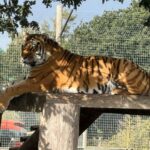 Tragic Tiger Attack at Yorkshire Wildlife Park Claims Life of Visitor Tragic Tiger Attack at Yorkshire Wildlife Park Claims Life of Visitor