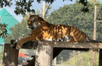 Tragic Tiger Attack at Yorkshire Wildlife Park Claims Life of Visitor Tragic Tiger Attack at Yorkshire Wildlife Park Claims Life of Visitor