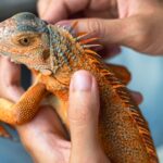Reptile Supply Specialist Monkfield Secures BGF Investment Deal Reptile Supply Specialist Monkfield Secures BGF Investment Deal