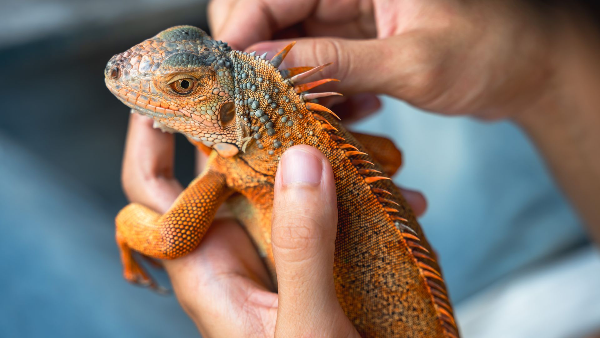 Reptile Supply Specialist Monkfield Secures BGF Investment Deal Reptile Supply Specialist Monkfield Secures BGF Investment Deal