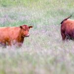 France Confirms First Human Fatality Linked to Shamonda Virus