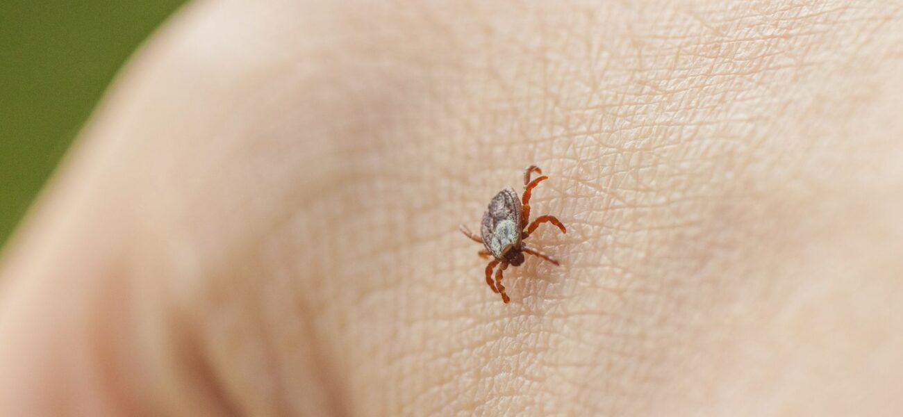 UK Ticks Carrying Deadly Virus Survive Longer Due to Climate Change, Expert Says UK Ticks Carrying Deadly Virus Survive Longer Due to Climate Change, Expert Says