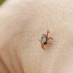 UK Ticks Carrying Deadly Virus Survive Longer Due to Climate Change, Expert Says