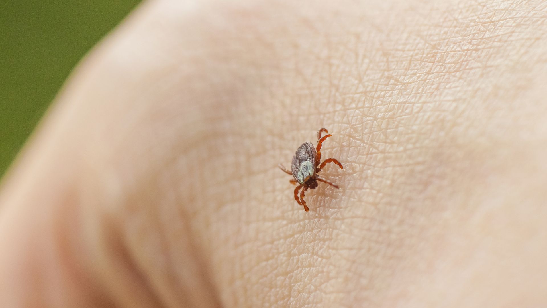 UK Ticks Carrying Deadly Virus Survive Longer Due to Climate Change, Expert Says