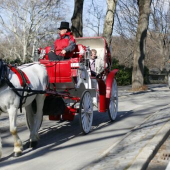 New York City Plans Ban on Central Park Horse-Drawn Carriages Following Tragic Teen Death New York City Plans Ban on Central Park Horse-Drawn Carriages Following Tragic Teen Death