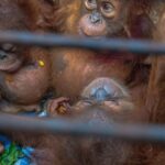 Illegal Wildlife Trade Exposed: Baby Orangutans Found in India Spark Global Scrutiny Illegal Wildlife Trade Exposed: Baby Orangutans Found in India Spark Global Scrutiny
