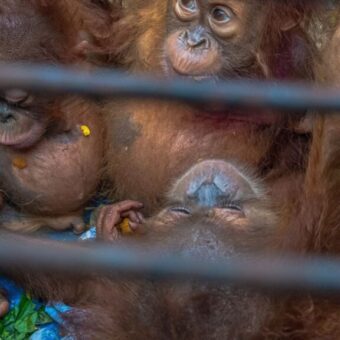 Illegal Wildlife Trade Exposed: Baby Orangutans Found in India Spark Global Scrutiny Illegal Wildlife Trade Exposed: Baby Orangutans Found in India Spark Global Scrutiny