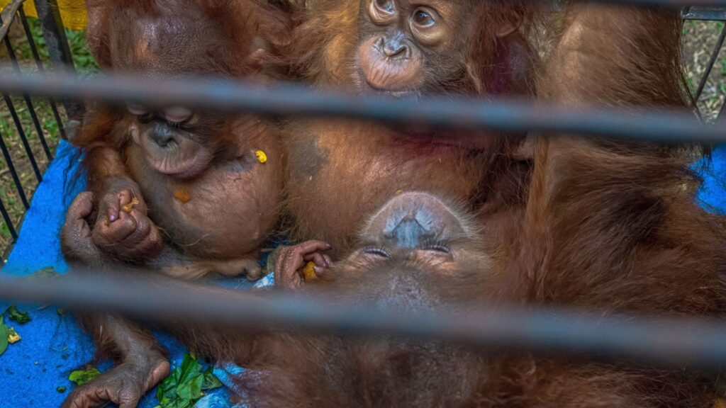 Illegal Wildlife Trade Exposed: Baby Orangutans Found in India Spark Global Scrutiny Illegal Wildlife Trade Exposed: Baby Orangutans Found in India Spark Global Scrutiny