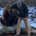 Bosnian Man’s Unlikely Bond: Rescued Bear Cub Becomes Lifelong Companion