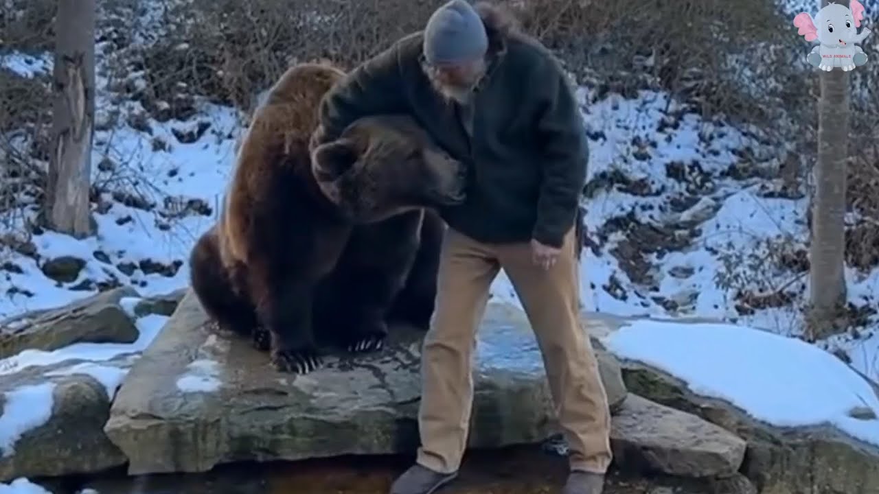 Bosnian Man’s Unlikely Bond: Rescued Bear Cub Becomes Lifelong Companion